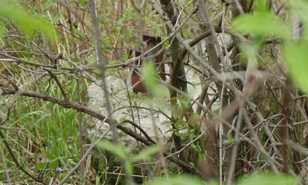 Holiday Drive-In Theatre - Screen Foundation Photo From Water Winter Wonderland (newer photo)